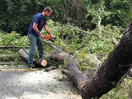 Waikapu, HI Tree Care Company