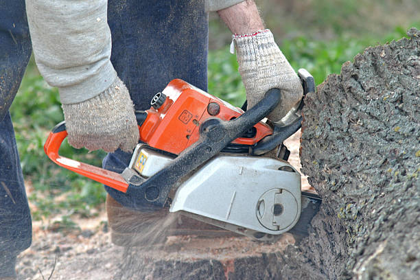 How Our Tree Care Process Works  in  Waikapu, HI