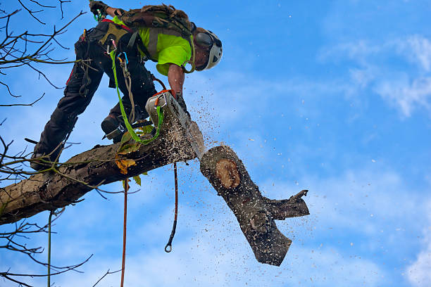 Lawn Watering Services in Waikapu, HI